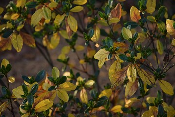Jesienne liście azalia japońska w ogrodzie autumn azalea yellow leaves for background - obrazy, fototapety, plakaty