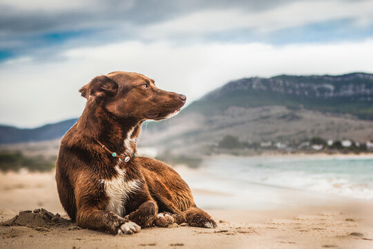 beautiful picture of a dog on the beach by the ocean