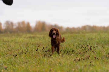 Beautiful Irish Setter standing in the field
