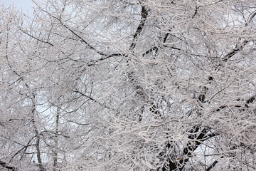 Snow-covered trees and bushes in the city park. Beautiful winter nature, selective focus, natural background.