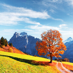 Picturesque autumn landscape with orange tree, green meadow and blue mountains in Grindelwald village in Swiss Alps