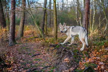 Młody pies na spacerze w jesiennym lesie