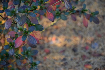 Jesienne liście azalia japońska w ogrodzie autumn azalea leaves for background bokeh - obrazy, fototapety, plakaty