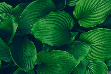 Green leaves background. Beautiful natural texture