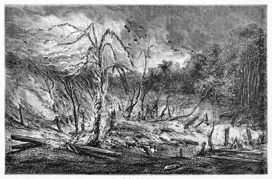 violent fire in Brazilian rainforest vegetation burning in the night. Ancient grey tone etching style art by Trichon, Monvoisin and Hadamard, Le Tour du Monde, Paris, 1861