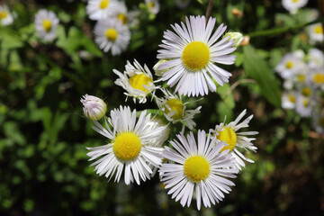 fleabane daisies