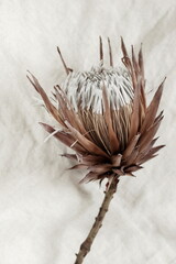 Naklejka na ściany i meble Dry flower Protea on beige linen textured background close up . poster. minimal floral concept