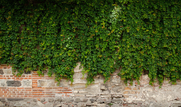 Antigua pared de piedra con plantas de la naturaleza decorada en la Antigua Guatemala 