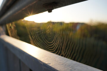 Spinnennetz in der Abendsonne
