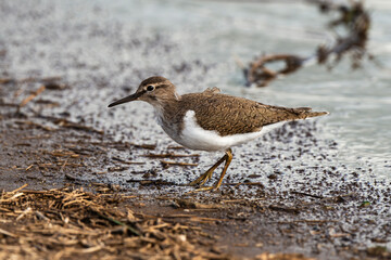 Chevalier guignette,.Actitis hypoleucos, Common Sandpiper