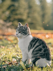 Cat in garden. Autumn garden with white cat. 