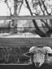 Sheep at farm. Farm animal portrait. Vintage farm image.