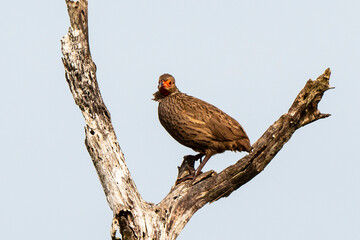 Francolin de Swainson,.Pternistis swainsonii , Swainson's Spurfowl