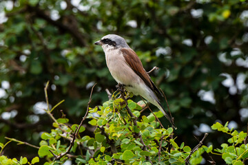 Pie grièche écorcheur,. male, Lanius collurio, Red backed Shrike