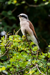 Pie grièche écorcheur,. male, Lanius collurio, Red backed Shrike
