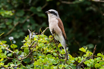 Pie grièche écorcheur,. male, Lanius collurio, Red backed Shrike