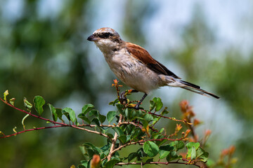 Pie grièche écorcheur,. male, Lanius collurio, Red backed Shrike