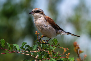 Pie grièche écorcheur,. male, Lanius collurio, Red backed Shrike
