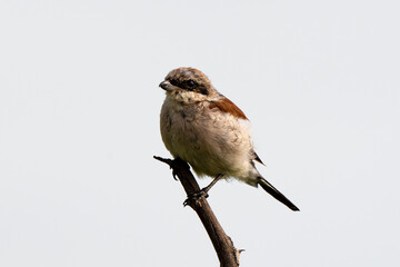 Pie grièche écorcheur,. male, Lanius collurio, Red backed Shrike