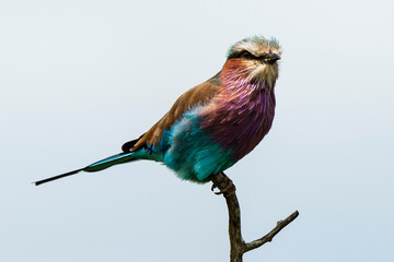 Fototapeta premium Rollier à longs brins,. Coracias caudatus, Lilac breasted Roller