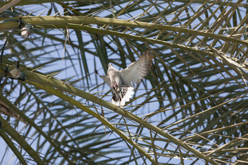 A pigeon in mid-flight with palm trees in the background