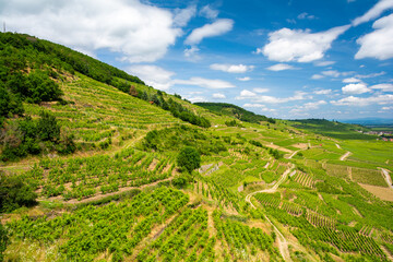 vineyards in Kaysersberg in Alsace France