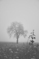 a tree in the fog