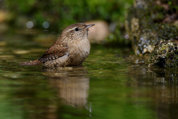Zaunkönig (Troglodytes troglodytes)