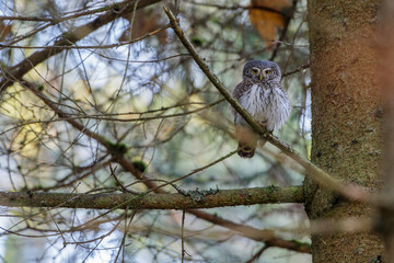 Sperlingskauz (Glaucidium passerinum)