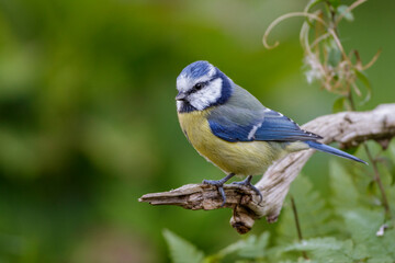 Blaumeise (Cyanistes caeruleus)