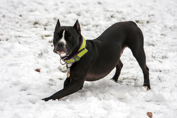 Beautiful black dog in the park on the snow. American Staffordshire Terrier.