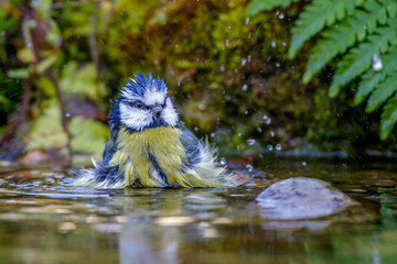 Blaumeise (Cyanistes caeruleus)
