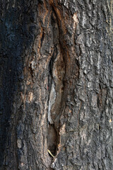 The bark texture of the old Sophora tree