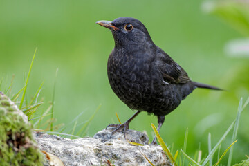 Amsel (Turdus merula) junges Männchen