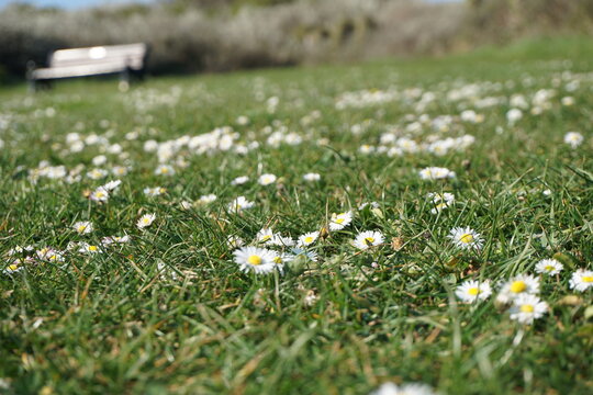 green daisy field with empty bench in background
