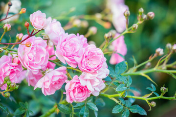 Beautiful pink roses flower in the garden