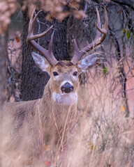 White  tailed Deer in Southwest Oklahoma