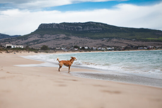 beautiful picture of a dog on the beach by the ocean