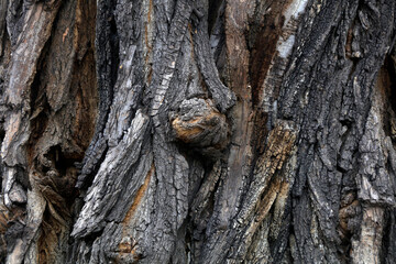 The bark texture of the old Sophora tree