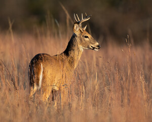 White  tailed Deer in Southwest Oklahoma