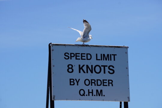 sea gull on 8 knots speed sign