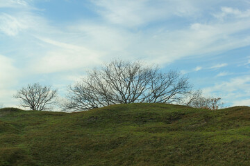 Lonely tree without leaves on the hill