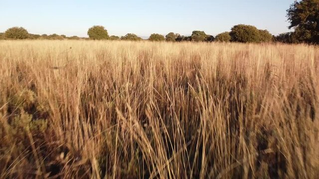 krajobraz pola drzewa niebo słońce natura widoki