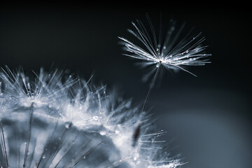 Naklejka premium Dandelion Seed in the wind