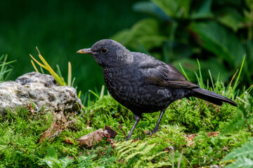 Amsel (Turdus merula) junges Männchen