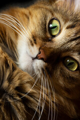 Siberian green eyes cat close-up portrait. Beautiful red fluffy tabby cat in dark vein. Fauna background. Vertical photo.