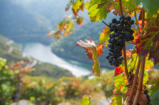 Bunch of red grapes, heroic viticulture, Ribeira Sacra, Galicia, Spain