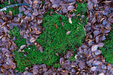 Green moss embedded in dark brown wet leaves on an autumn day in Sweden