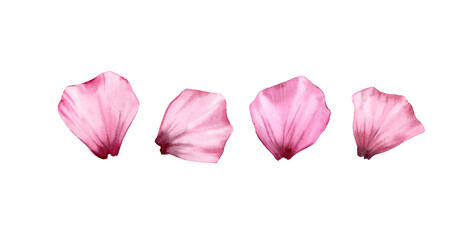Watercolor rose petals set. Four Pink transparent petals. Realistic hand drawn illustration isolated on white for wedding stationery design, valentines day greeting cards. High quality illustration - 395058877