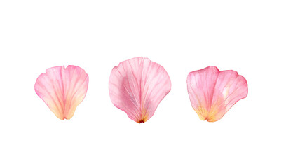 Watercolor rose pink petals set. Three flower petals. Realistic hand drawn illustration isolated on white for wedding stationery design, valentines day greeting cards. High quality illustration